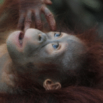 Orangutan Rehabilitation Centers: Eco-Tourism’s Beauty
