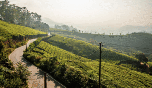 Cameron Highlands Malaysia