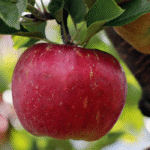 Exotic Malaysia Fruit: Nature’s Colorful Tropical Gems