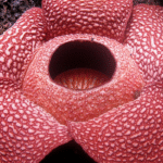 Rafflesia Flower in Sabah: World’s Largest Bloom