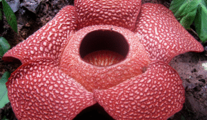 rafflesia