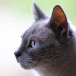 Amazing Seremban: Malaysia’s Hidden Food Haven Awaits You