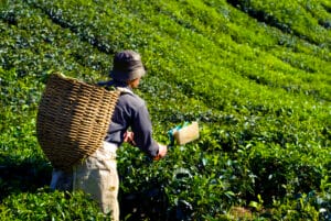 Tea picker harvesting fresh leaves in a lush Cameron Highlands plantation, a scenic highlight of the ultimate 2 weeks itinerary Malaysia.
