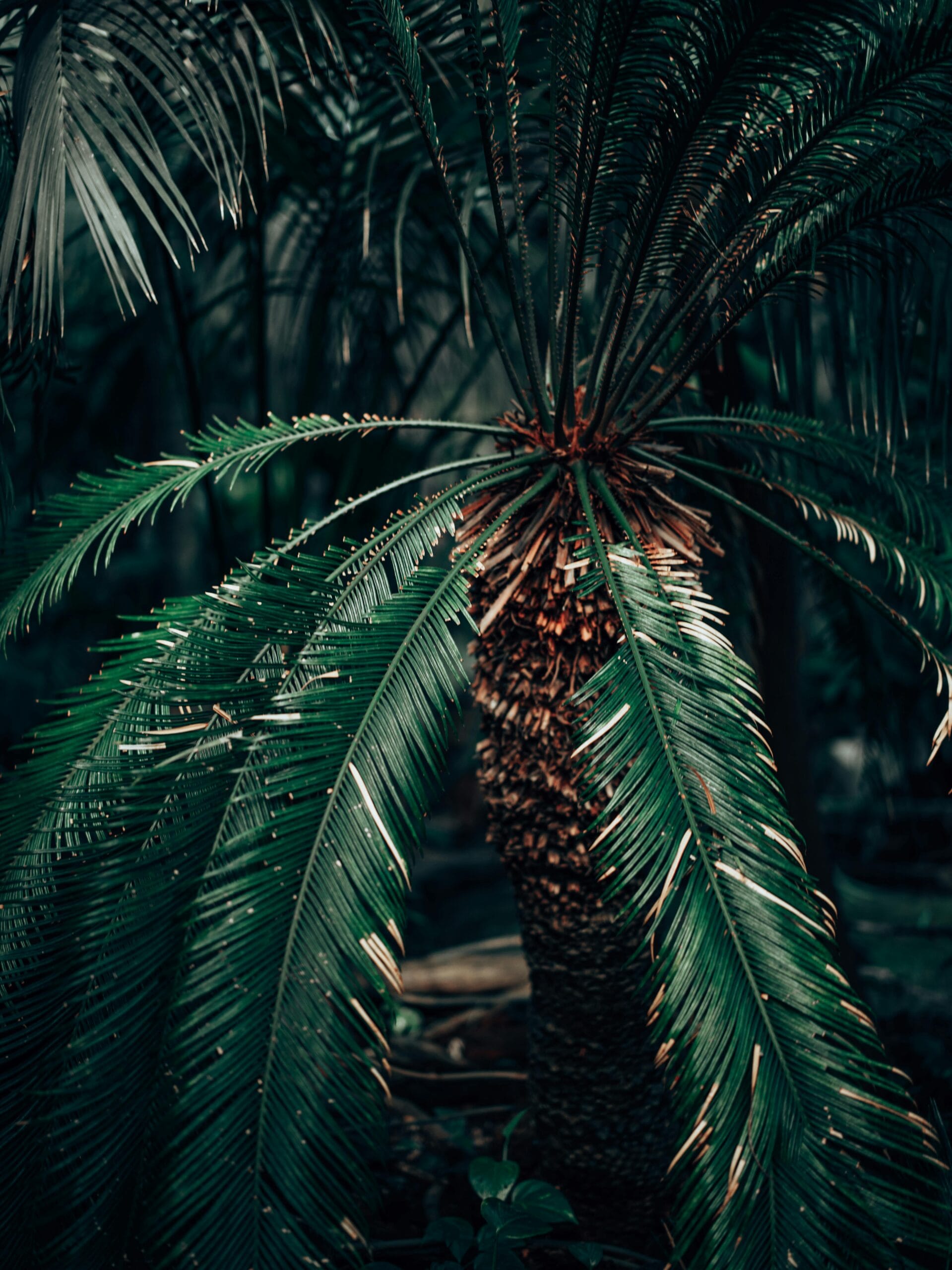 A lush, green sago palm tree in the rainforest, the natural habitat and primary food source for sago worms (butod) in Borneo.