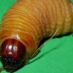 Eating Sago Worms: The Wriggling Sushi of Borneo