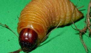 A close-up view of a Rhynchophorus ferrugineus larva, one of the edible sago worms (Butod) found in Borneo, featuring a plump yellow body and red-brown head.