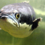 Borneo Fishing: Hunting the Royal Mahseer