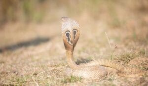 A hooded cobra with spectacle markings rising from dry grass, representing the deadly venomous snakes handled by the legendary snake king Malaysia.