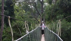 A hiker walking across the suspension bridge at Taman Negara National Park, experiencing the oldest rainforest in the world from the canopy layer.