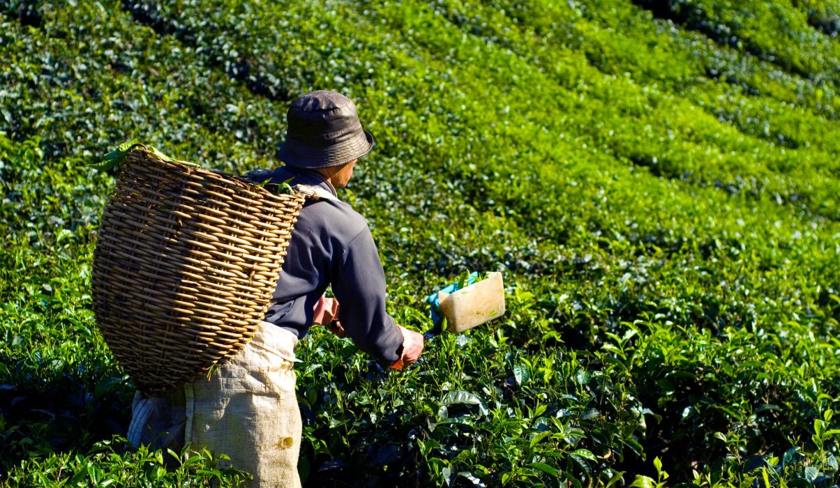 Tea picker harvesting tea leaves Tea picker harvesting fresh leaves in a lush Cameron Highlands plantation, a scenic highlight of the ultimate 2 weeks itinerary Malaysia.