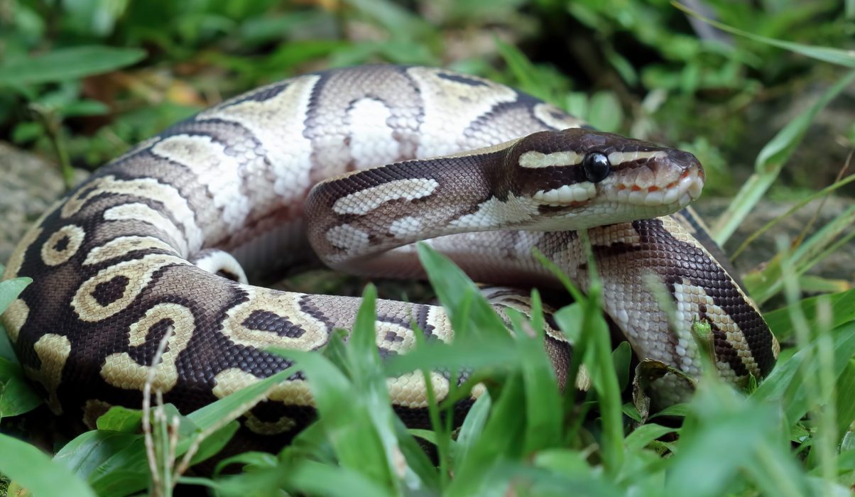 A close-up photograph of a ball python snake, with its patterned brown and cream scales, coiled up in green grass.